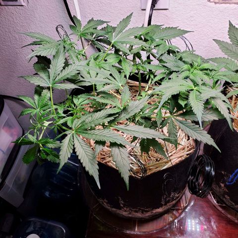Diesel  growlog timeline photo