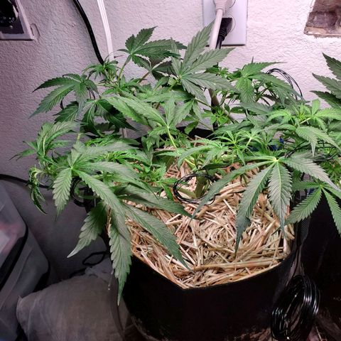 Diesel  growlog timeline photo