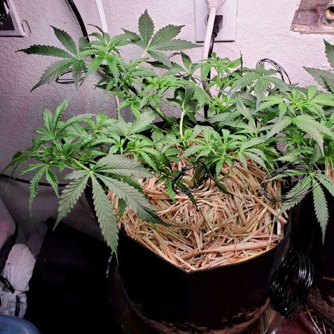 Diesel  growlog timeline photo