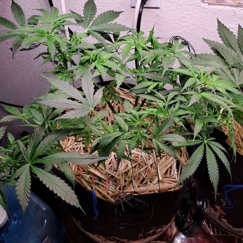 Diesel  growlog timeline photo