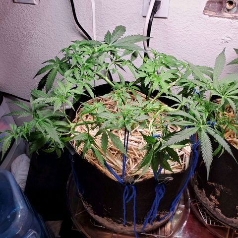 Diesel  growlog timeline photo