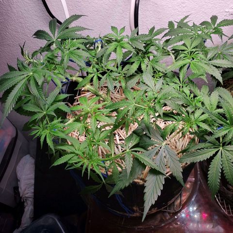 Diesel  growlog timeline photo