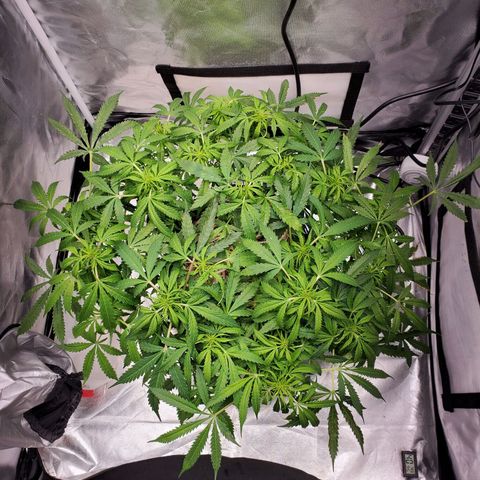 Diesel  growlog timeline photo