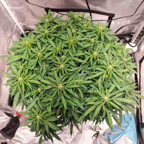 Diesel  growlog timeline photo