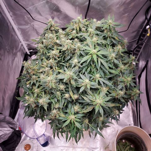 Diesel  growlog timeline photo