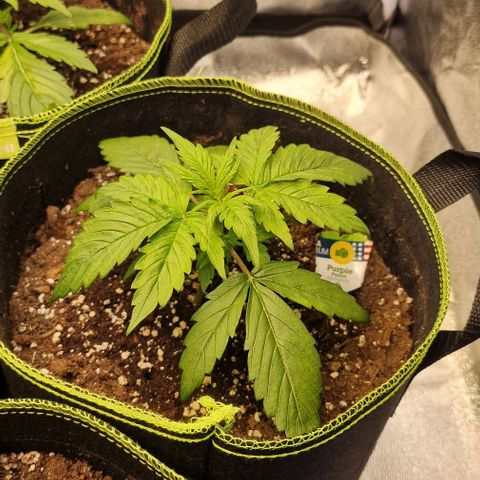 Purple punch  growlog timeline photo