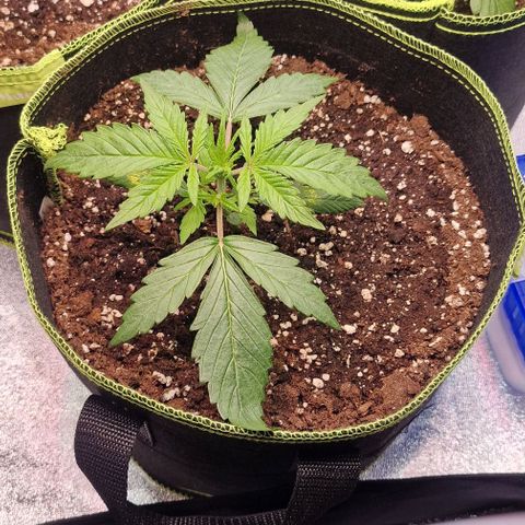 Amnesia haze auto  growlog timeline photo