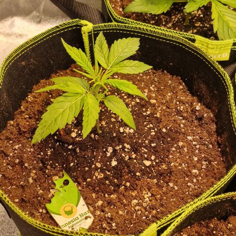 Amnesia haze auto  growlog timeline photo
