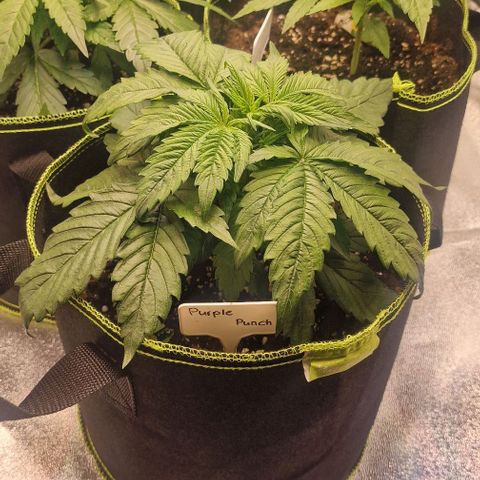 Purple punch  growlog timeline photo