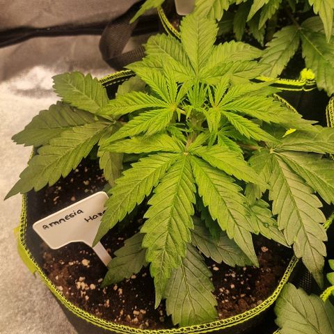 Amnesia haze auto  growlog timeline photo