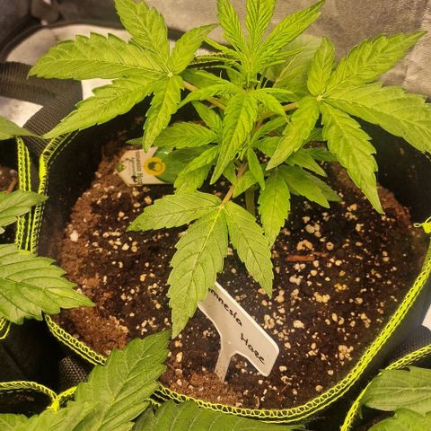 Amnesia haze auto  growlog timeline photo