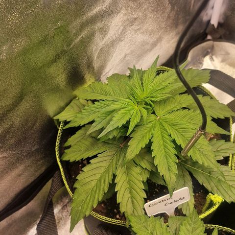 Cookies gelato growlog timeline photo