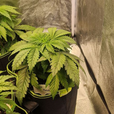 Purple punch  growlog timeline photo