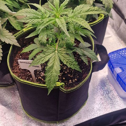 Amnesia haze auto  growlog timeline photo