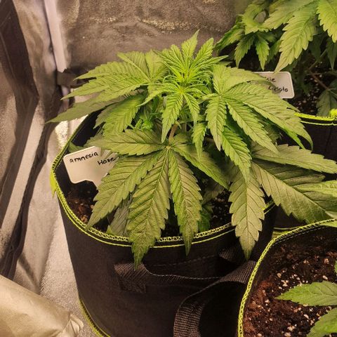 Amnesia haze auto  growlog timeline photo