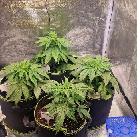 Purple punch  growlog timeline photo