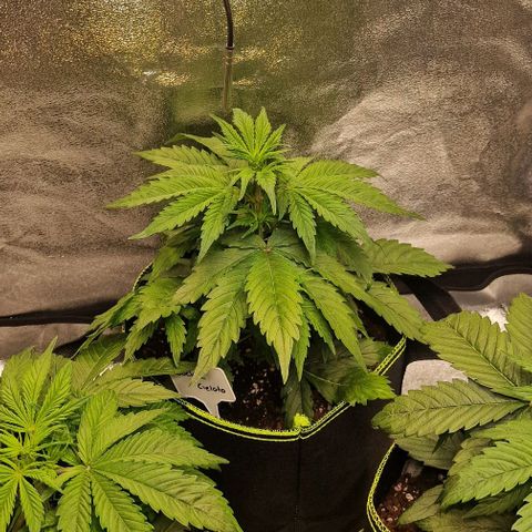 Cookies gelato growlog timeline photo