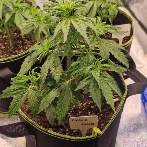 Cookies gelato growlog photo: Entlaubt 