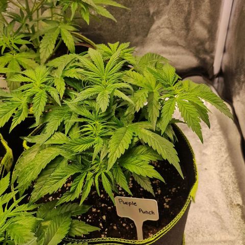 Purple punch  growlog timeline photo