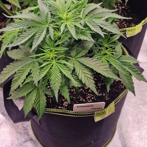 Amnesia haze auto  growlog timeline photo