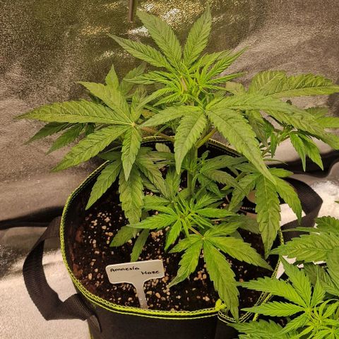 Amnesia haze auto  growlog timeline photo