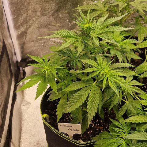 Cookies gelato growlog timeline photo