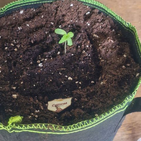 Critical Mass growlog photo: Bis zu den ersten blättern eingegraben 