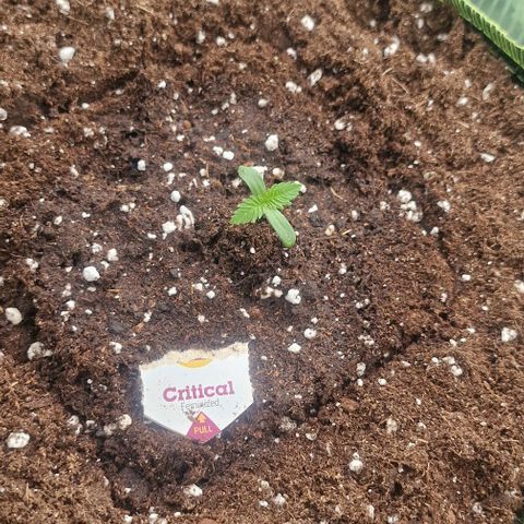 Critical Mass growlog photo: Bis zu den ersten blättern eingegraben 