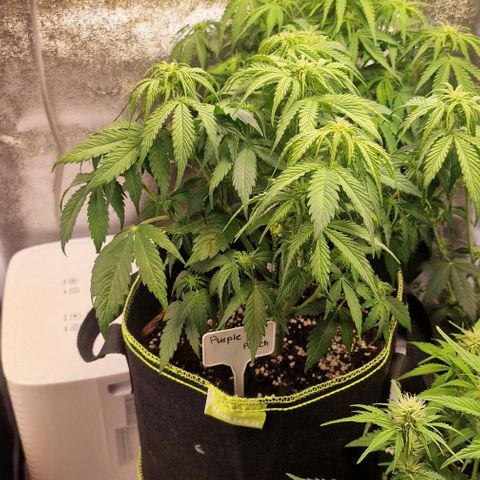 Purple punch  growlog timeline photo