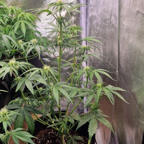 Amnesia haze auto  growlog timeline photo