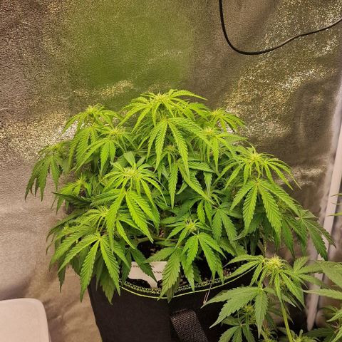 Amnesia haze auto  growlog timeline photo
