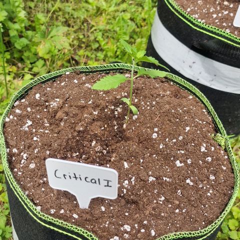 Critical Mass growlog timeline photo