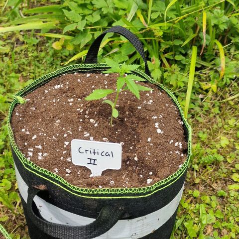 Critical Mass growlog timeline photo