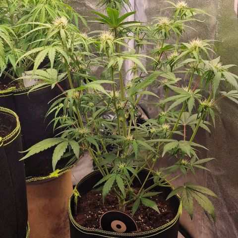 Amnesia haze auto  growlog timeline photo