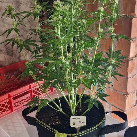 Amnesia haze auto  growlog timeline photo