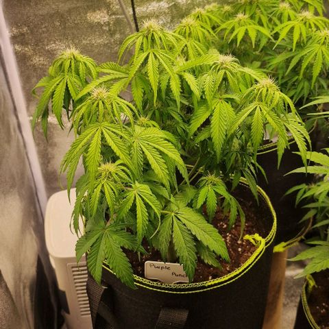 Purple punch  growlog timeline photo