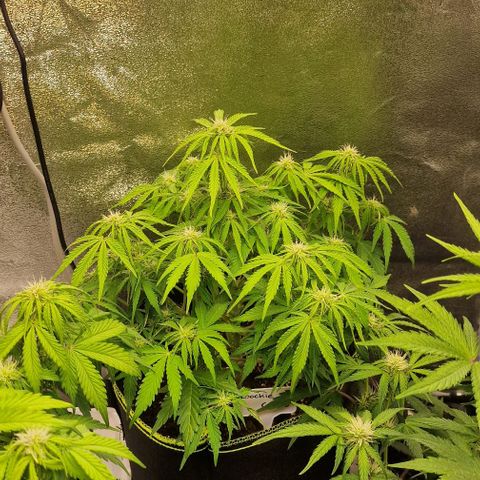 Cookies gelato growlog timeline photo
