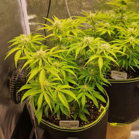Purple punch  growlog timeline photo