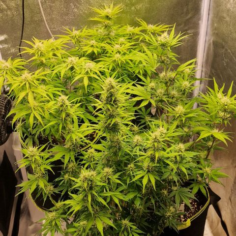 Amnesia haze auto  growlog timeline photo