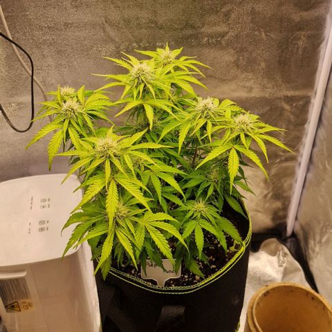 Purple punch  growlog timeline photo