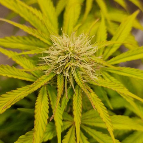 Purple punch  growlog timeline photo