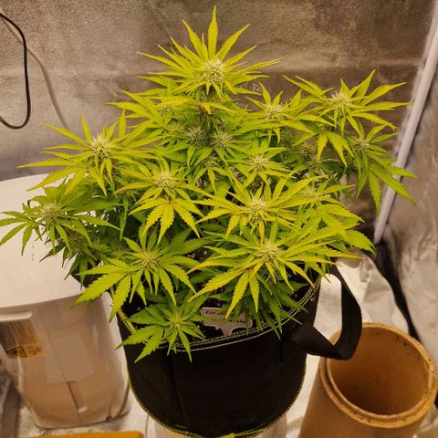 Cookies gelato growlog timeline photo