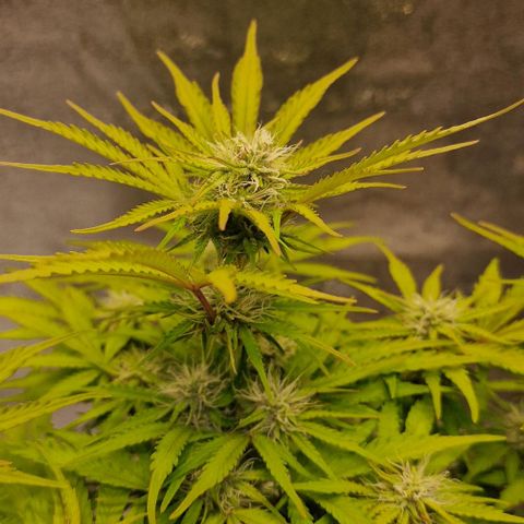 Cookies gelato growlog timeline photo