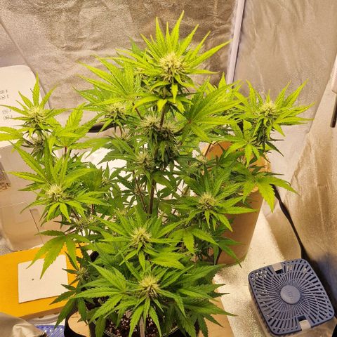 Amnesia haze auto  growlog timeline photo