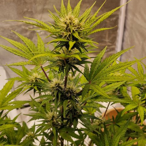 Amnesia haze auto  growlog timeline photo