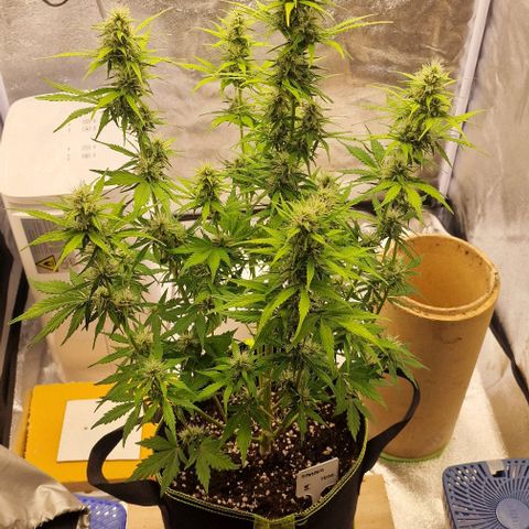 Amnesia haze auto  growlog timeline photo