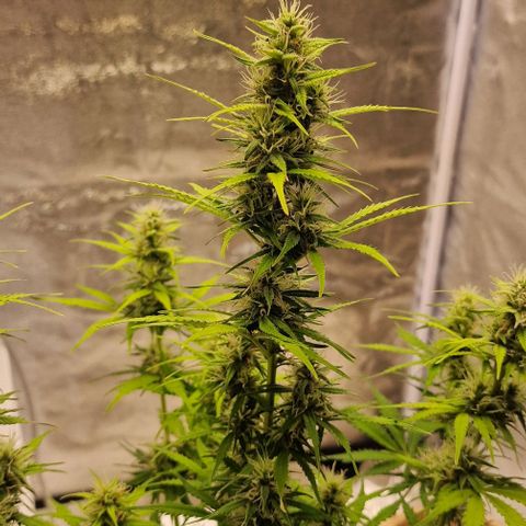 Amnesia haze auto  growlog timeline photo