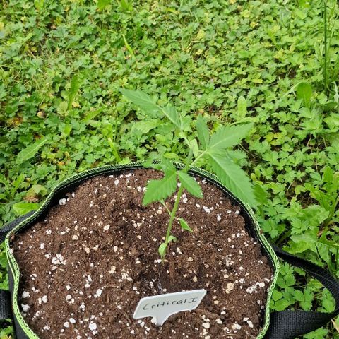 Critical Mass growlog photo: Heute nacht von schmecken gefressen daher getoppt  mal sehen ob sies  überleben 