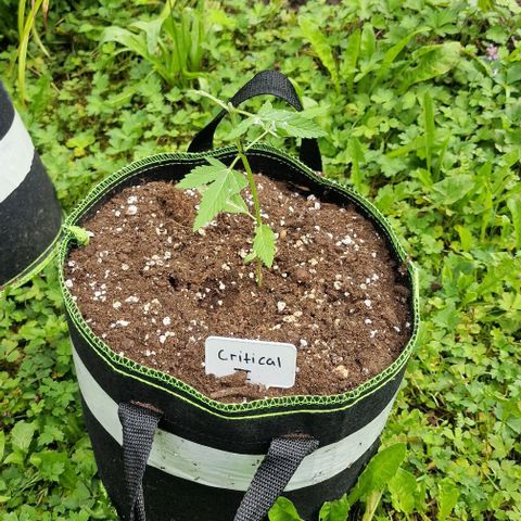 Critical Mass growlog photo: Heute nacht von schmecken gefressen daher getoppt  mal sehen ob sies  überleben 