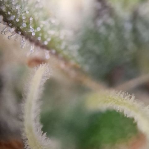 Amnesia haze auto  growlog timeline photo